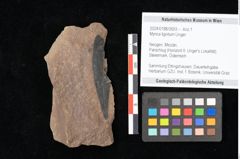 Foto (Objekt + Etikett) von Myrica lignitum Unger (NHMW-GEO-2024-0188-0693)